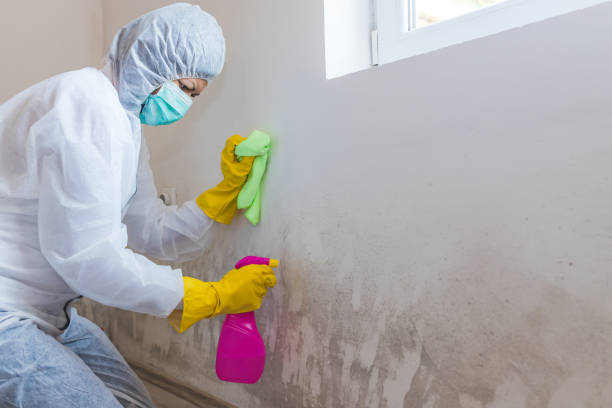  , USA Mold Removal Pros